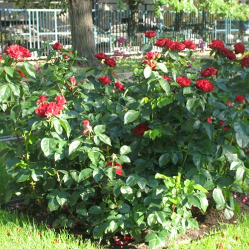 Tmavě červená - Stromkové růže, květy kvetou ve skupinkách - stromková růže s keřovitým tvarem koruny